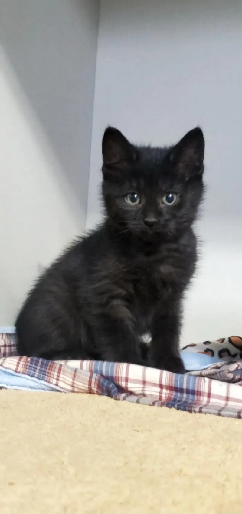 Cocoa Puff And Apple thumbnail 5