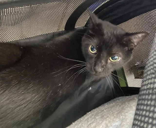 An adult medium-sized male Domestic Short Hair cat named Frank for adoption in Dallas, TX