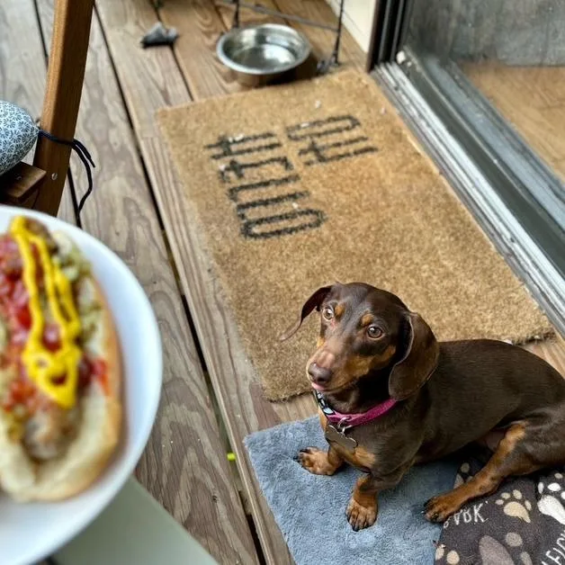 A senior small-sized female Brown / Chocolate Dachshund dog named Bonnie for adoption in Floresville, TX