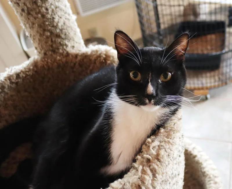An adult medium-sized male Black & White / Tuxedo Tuxedo cat named Noah for adoption in San Diego, CA