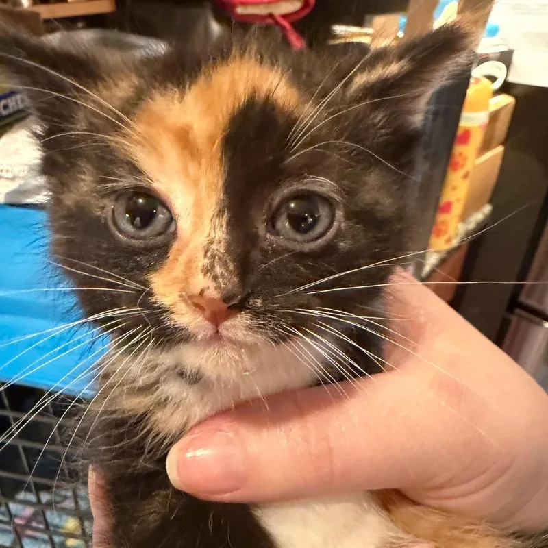A baby small-sized female Calico Domestic Short Hair cat named Rogue for adoption in Silver Spring, MD