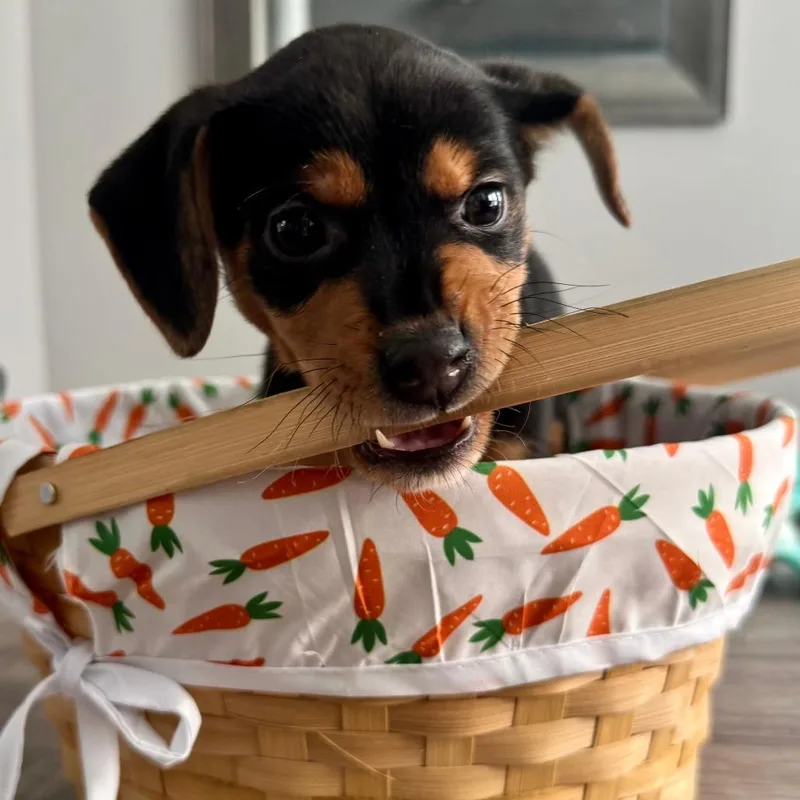 Daffodil thumbnail 2