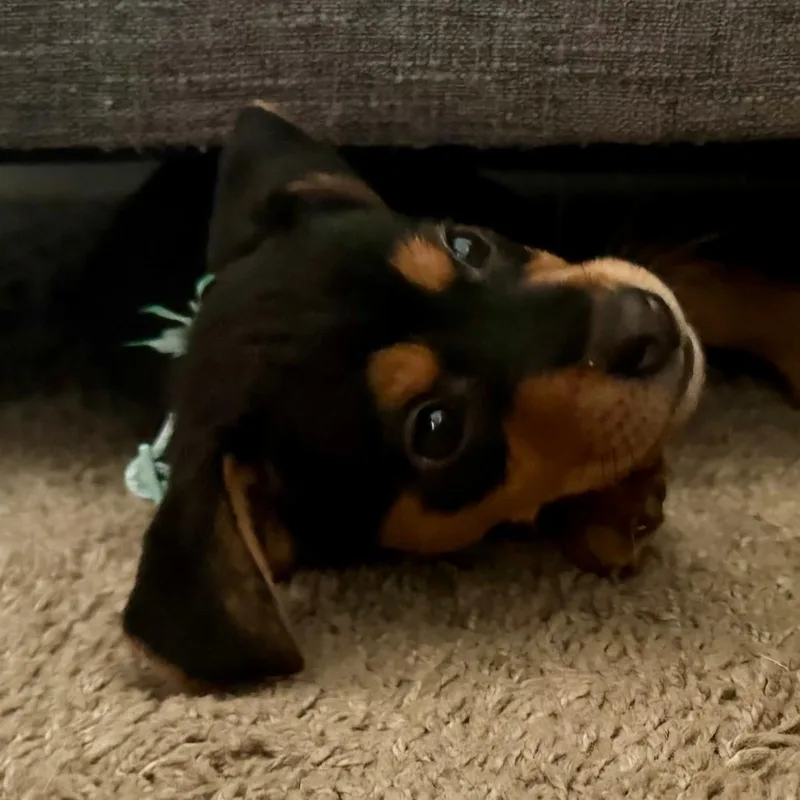 Daffodil thumbnail 3