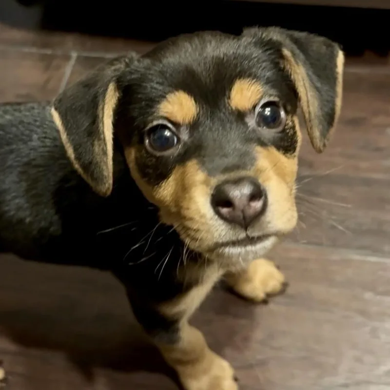 Daffodil thumbnail 4