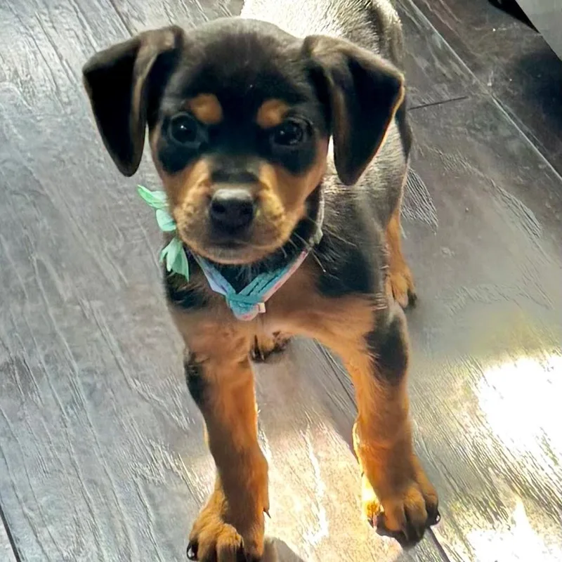 Daffodil thumbnail 5