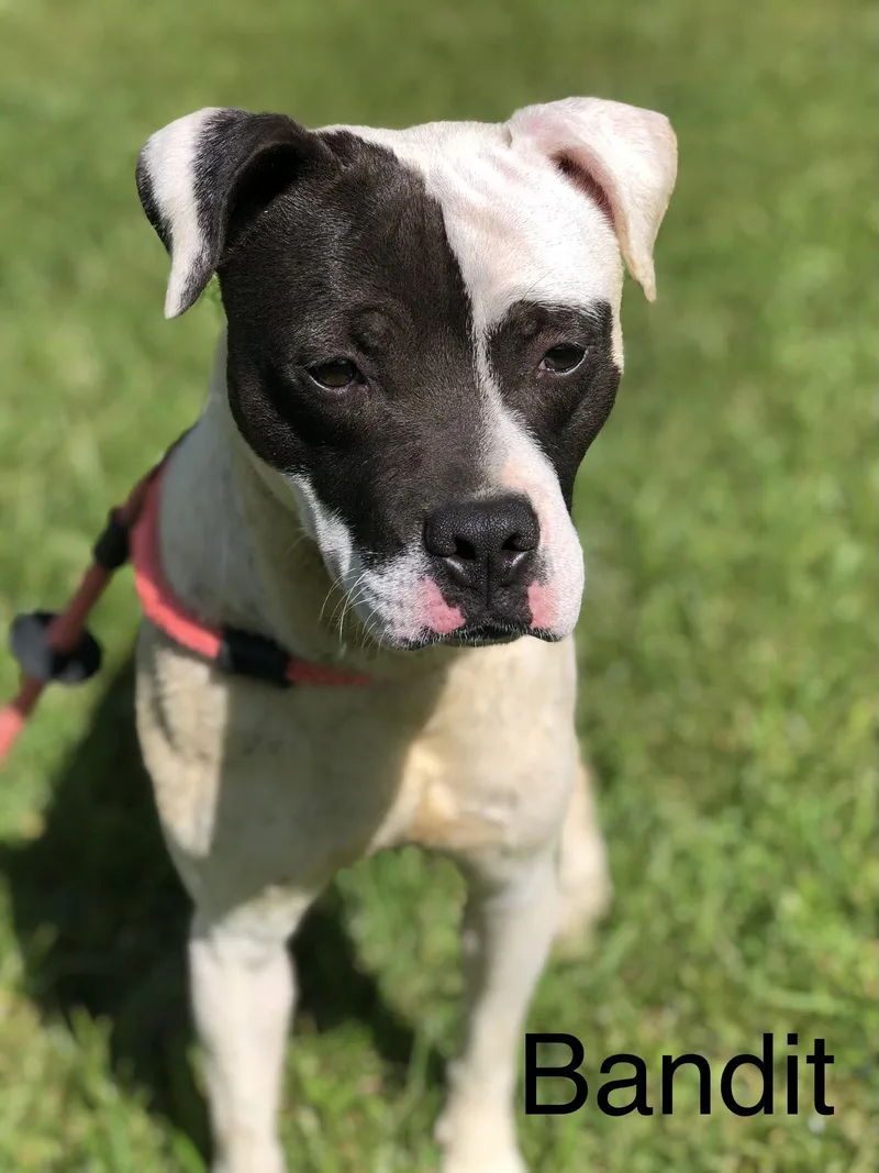 An adult medium-sized male Pit Bull Terrier dog named Bandit for adoption in Elkins, WV