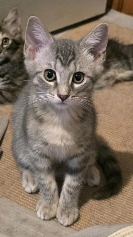 Bitsy
