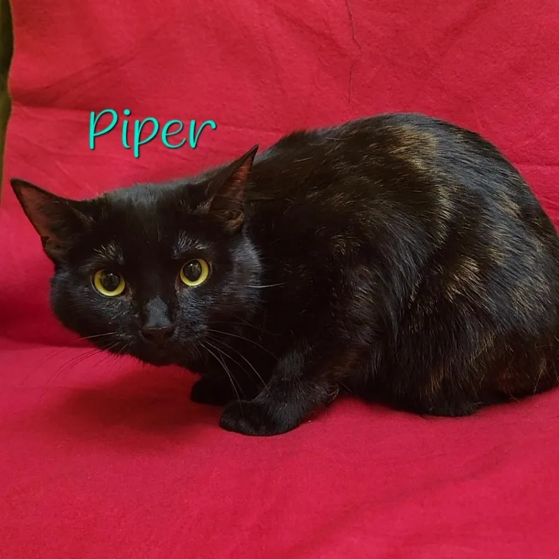 An adult medium-sized female Tortoiseshell Domestic Short Hair cat named Piper for adoption in Parkersburg, WV