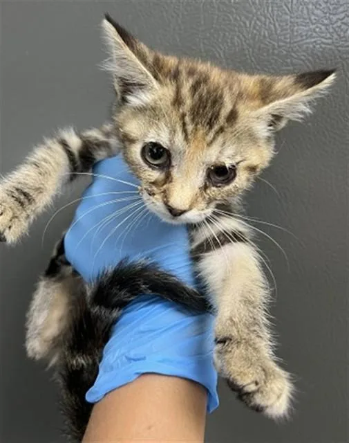 A baby small-sized male Domestic Short Hair cat named James for adoption in San Bernardino, CA