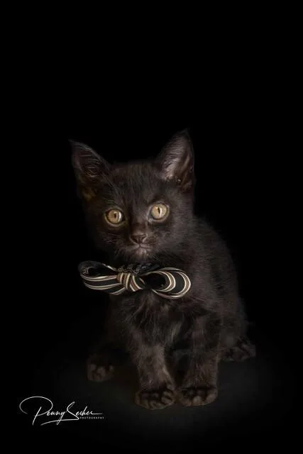 A baby medium-sized male Black Domestic Short Hair cat named Pumpernickel for adoption in Belton, MO