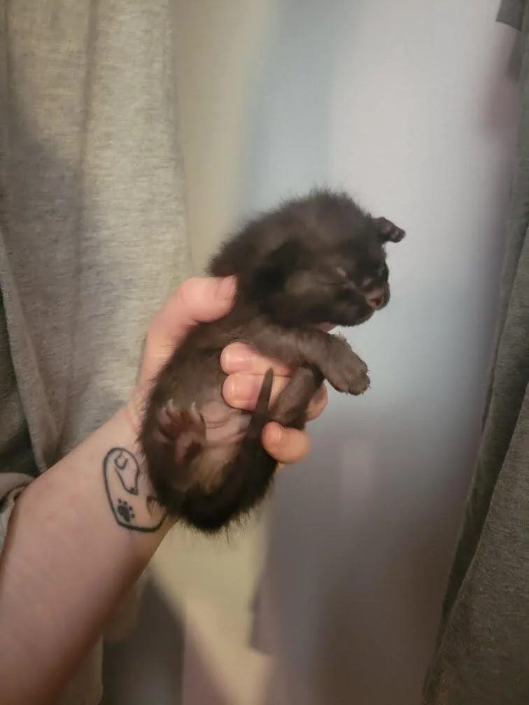 Pumpernickel thumbnail 2