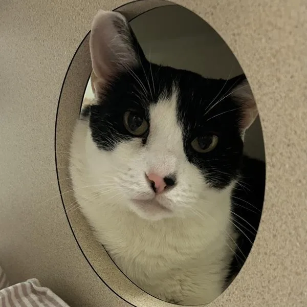 A senior medium-sized male Domestic Short Hair cat named Yoda for adoption in Dublin, CA