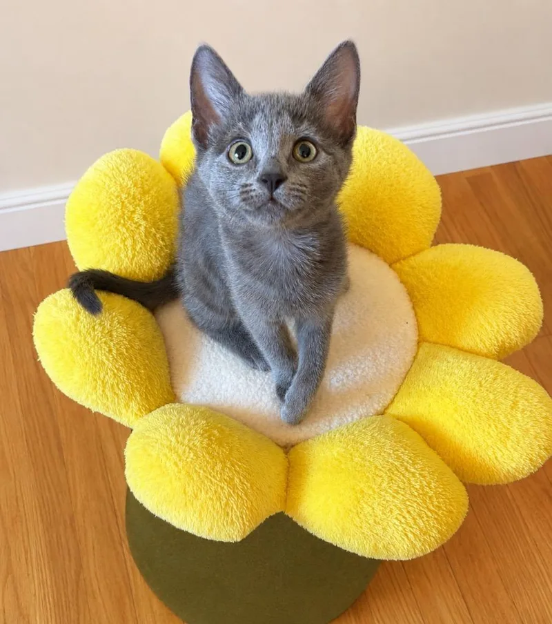 A baby small-sized female Domestic Short Hair cat named Satin for adoption in Ewing, NJ