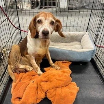 A senior small-sized female Beagle dog named Daisy for adoption in Jeffersonville, IN