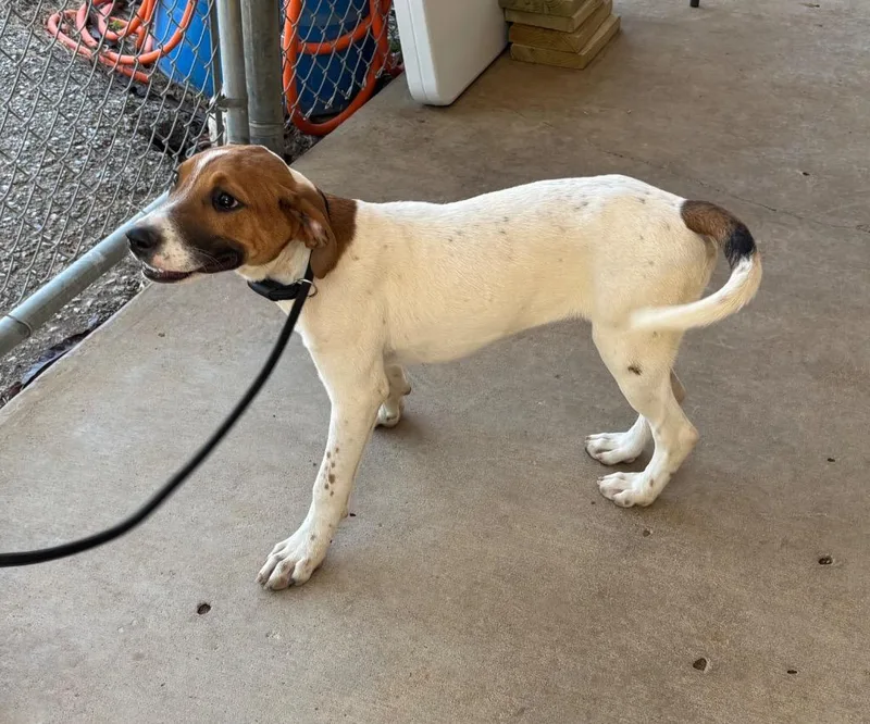 A baby medium-sized male Pointer dog named Monty for adoption in Batesville, AR