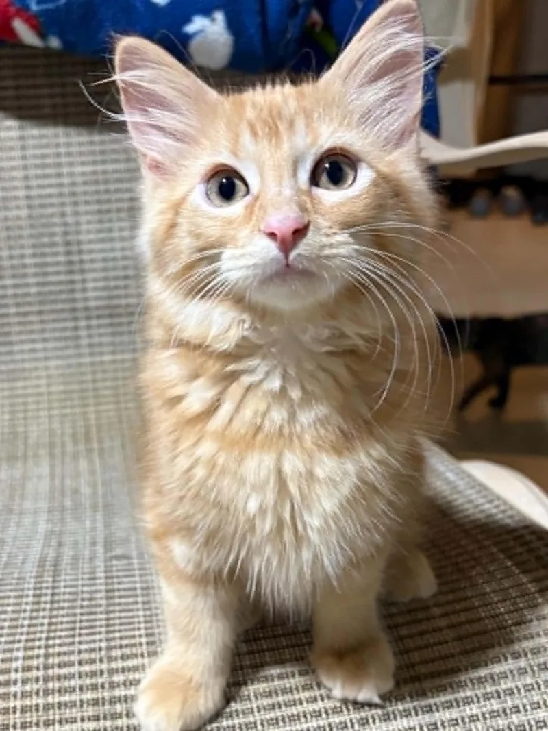 A baby medium-sized male Tabby (Orange / Red) Domestic Short Hair cat named Rusty for adoption in Herculaneum, MO