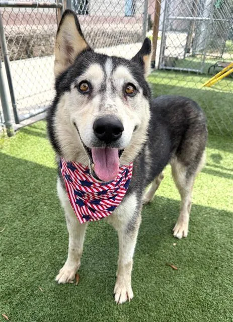 An adult large-sized male Mixed Breed dog named Bowie for adoption in Columbia, SC