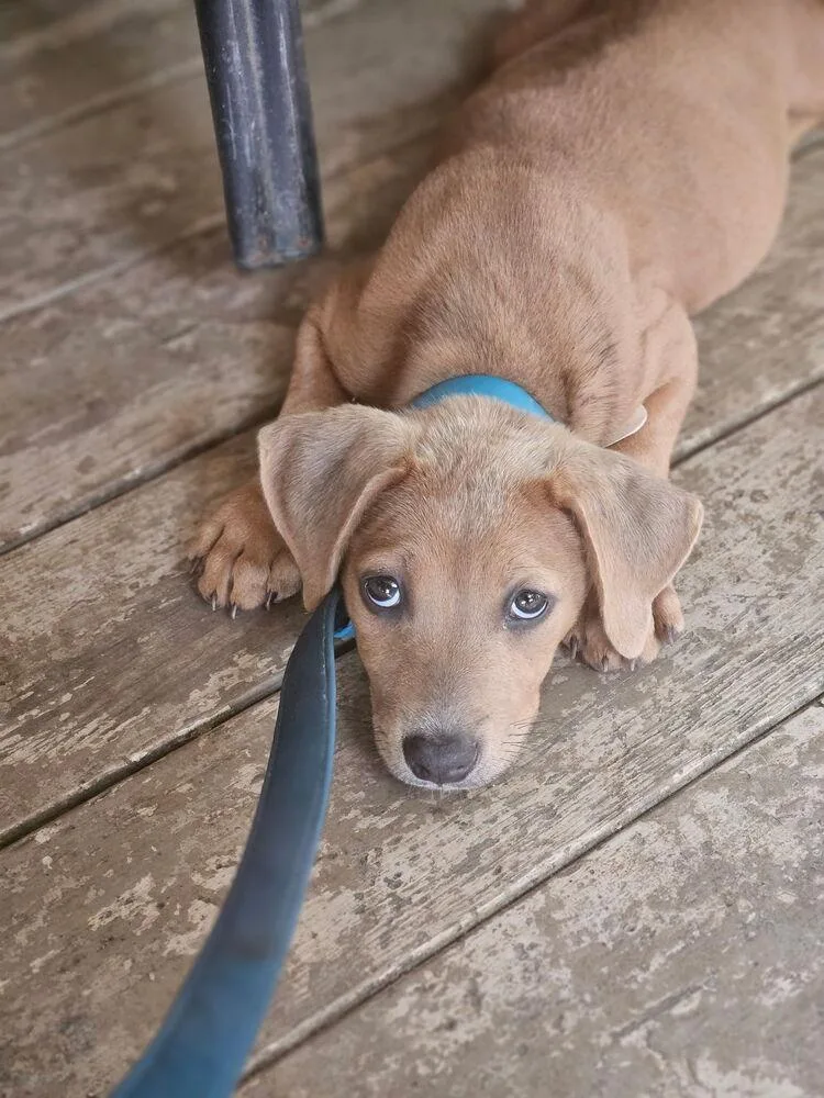 A baby large-sized female Brown / Chocolate Labrador Retriever dog named Fender Bender for adoption in Aurora, IN