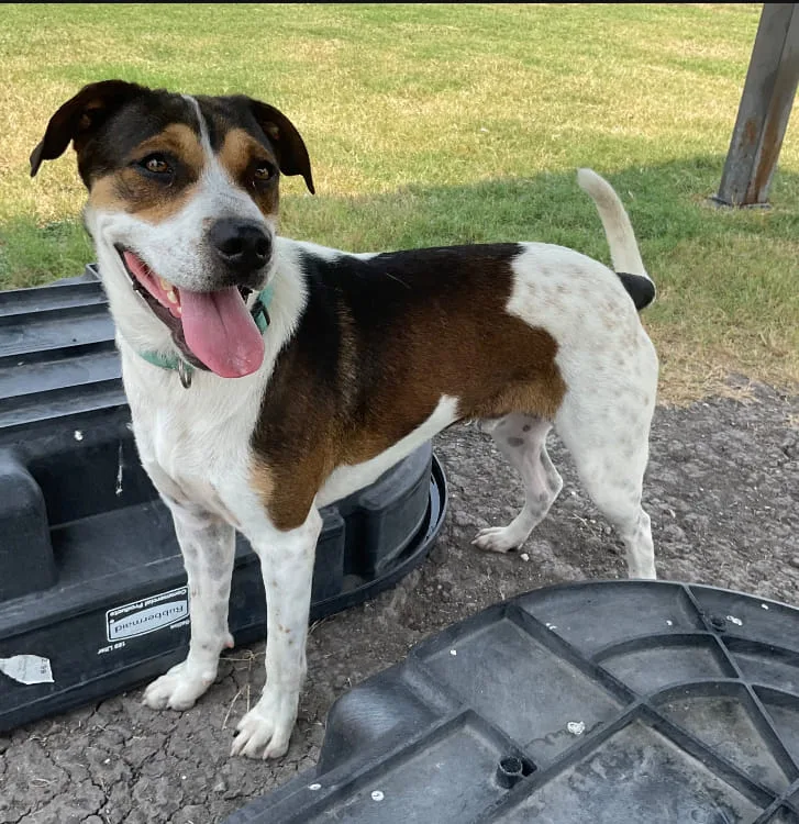 An adult medium-sized male Treeing Walker Coonhound dog named Jasper for adoption in Denison, TX