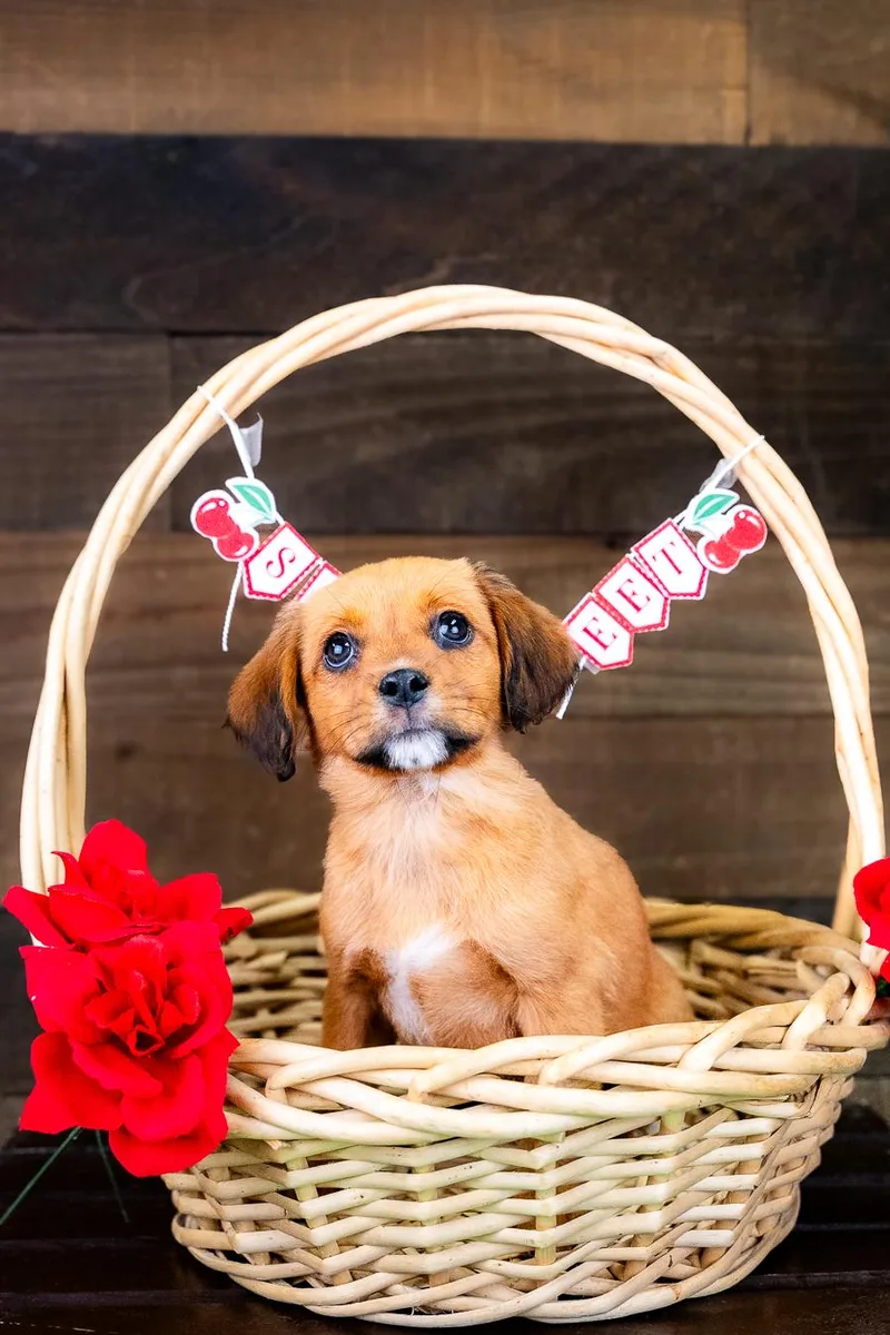 A baby medium-sized female Australian Cattle Dog / Blue Heeler dog named 480-26 for adoption in Brighton, CO