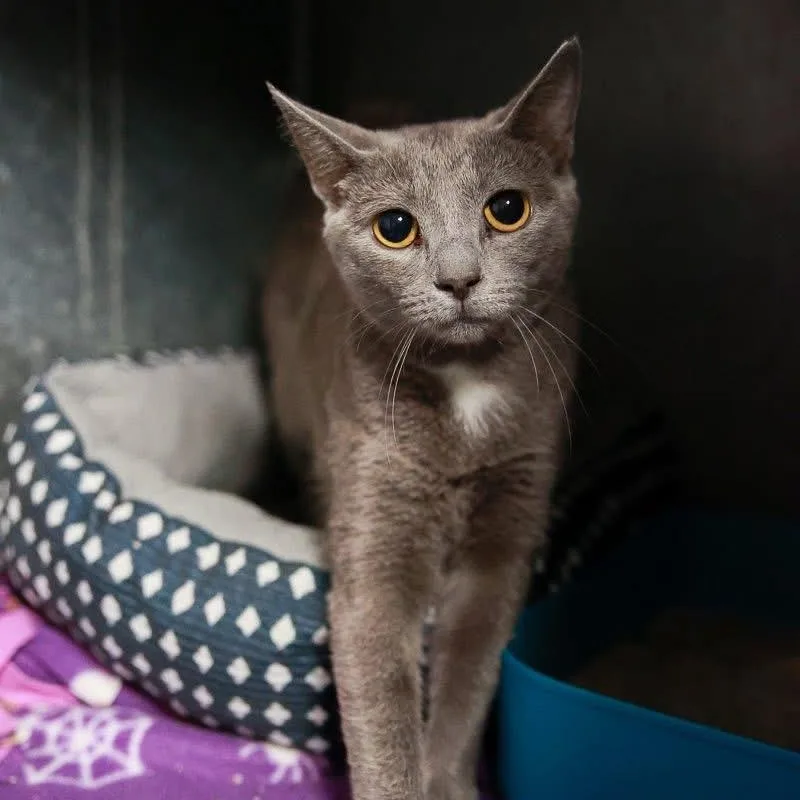 A young medium-sized male Gray & White Domestic Short Hair cat named Gizmo for adoption in Loogootee, IN