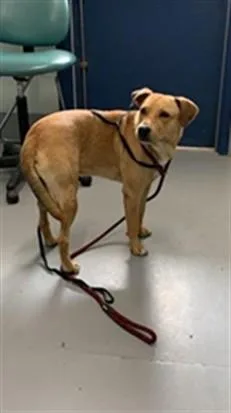 A young medium-sized male Labrador Retriever dog named Nerf for adoption in Corpus Christi, TX