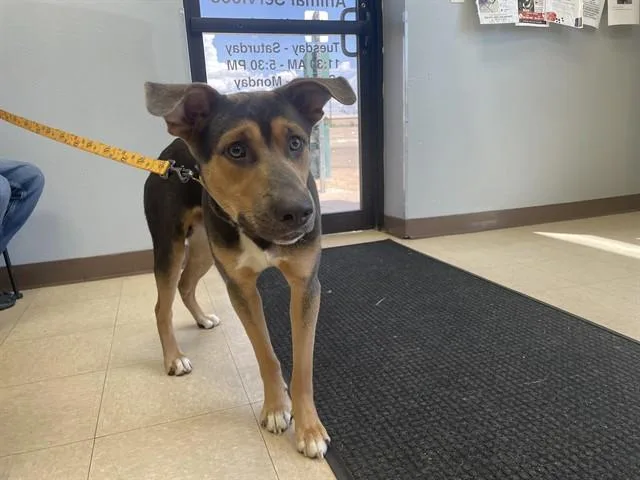 A young large-sized male German Shepherd Dog dog named Rufus for adoption in Killeen, TX