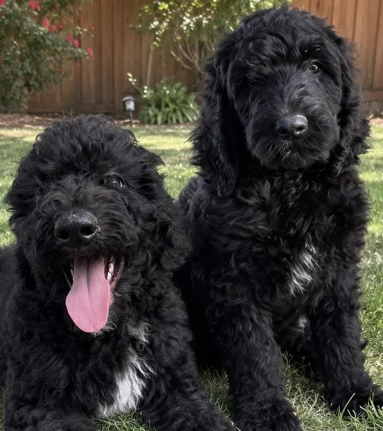 Birdie and Posie