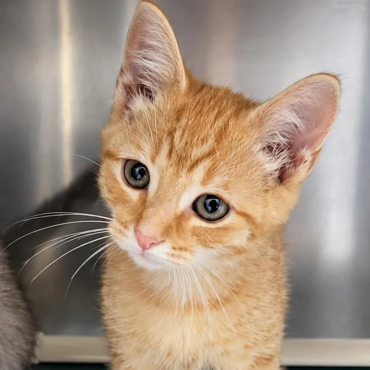 A baby small-sized male Domestic Short Hair cat named Mango for adoption in Concord, NC