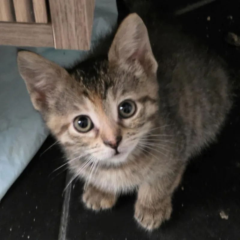 A baby small-sized female Domestic Short Hair cat named Snapper for adoption in Chicago, IL