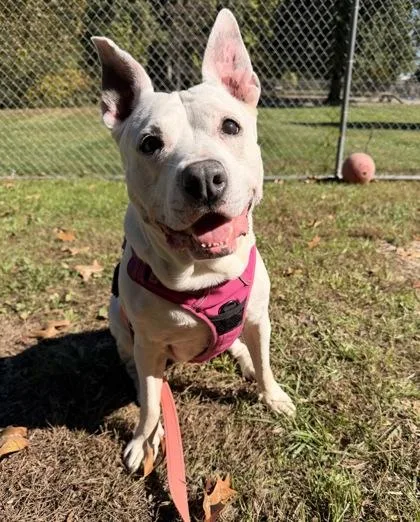 A senior medium-sized female Mixed Breed dog named Juliet for adoption in Batavia, OH