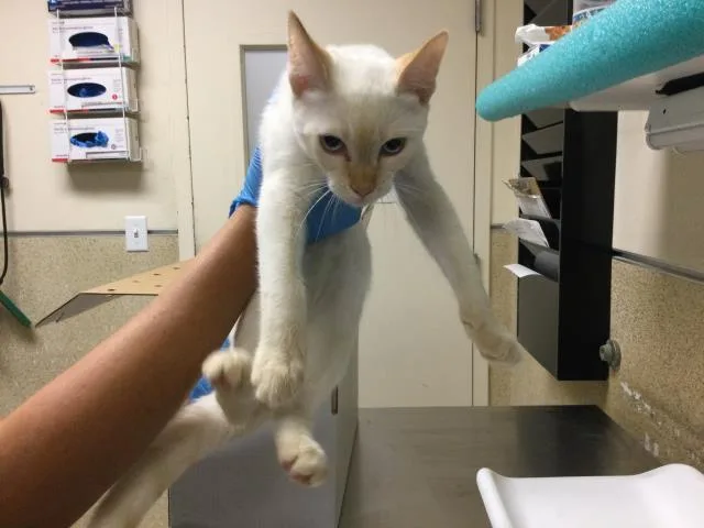 A young small-sized male Domestic Short Hair cat named Astro for adoption in Riverside, CA