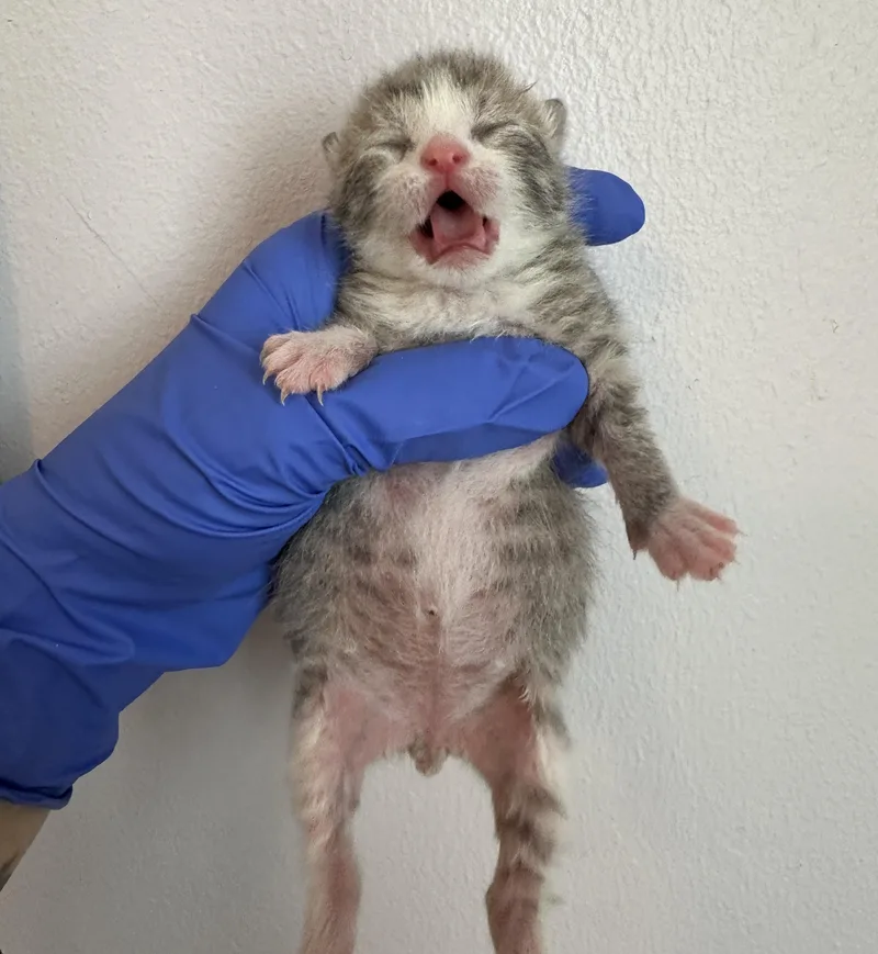 A baby small-sized male Tabby (Gray / Blue / Silver) Domestic Short Hair cat named Hazel for adoption in Milwaukee, WI