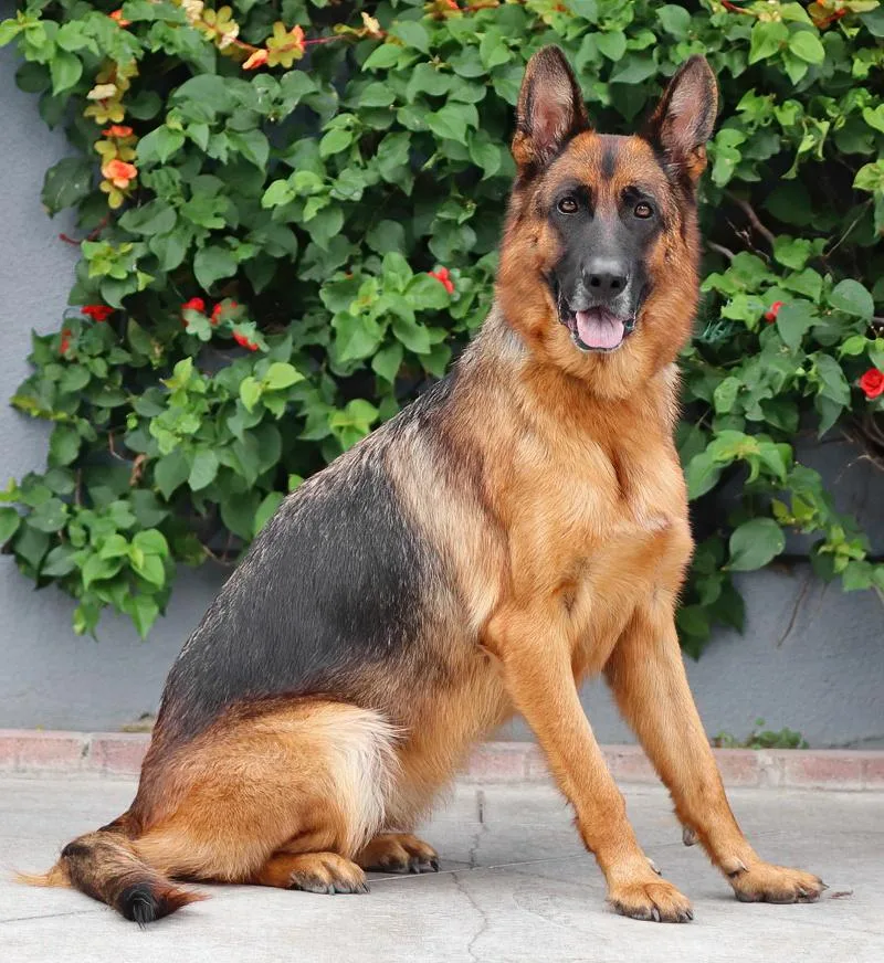 A young large-sized female Black German Shepherd Dog dog named Riley von Navarro for adoption in Los Angeles, CA