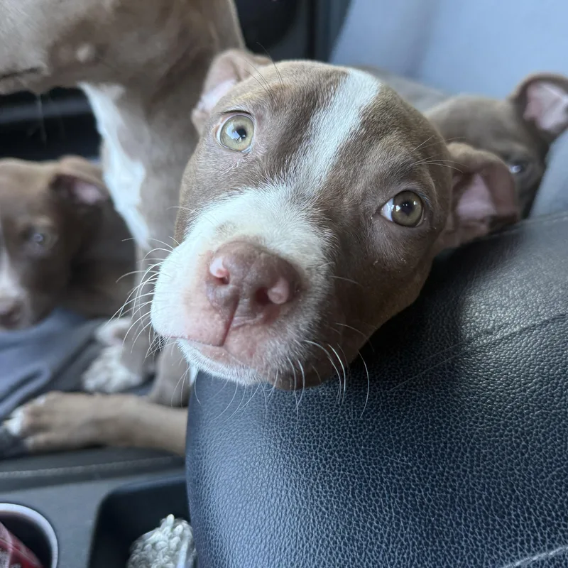 A baby medium-sized female Brown / Chocolate American Staffordshire Terrier dog named Linguine for adoption in Proctorville, OH
