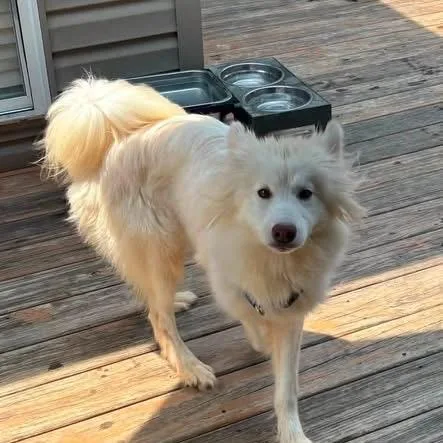 An adult small-sized female White / Cream Mixed Breed dog named Yuki for adoption in Fredericksburg, VA
