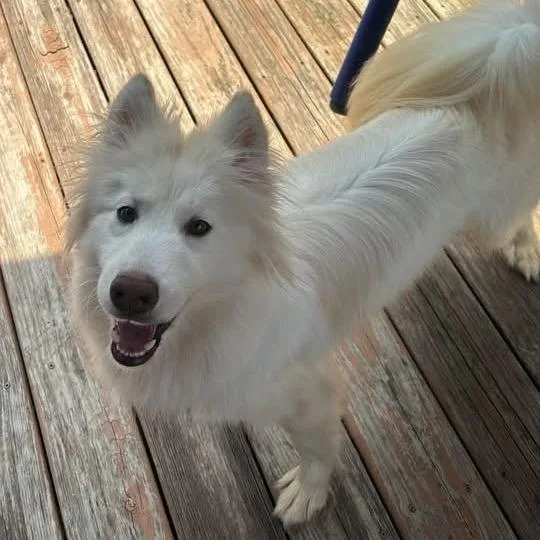 Yuki thumbnail 2