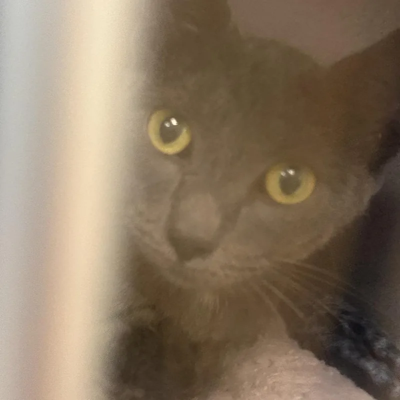A young medium-sized female Gray / Blue / Silver Domestic Short Hair cat named Jazmin for adoption in Cedar Rapids, IA