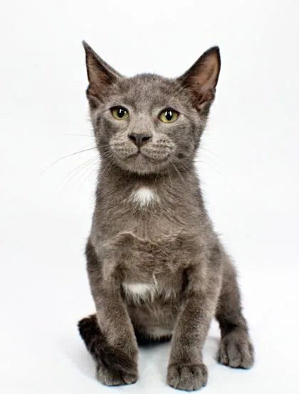 A baby small-sized male Domestic Short Hair cat named Beastboy for adoption in Morton Grove, IL