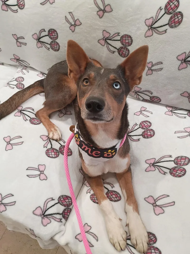 A young medium-sized female Tricolor (Brown, Black, & White) Australian Cattle Dog / Blue Heeler dog named Feli for adoption in Frazier Park, CA