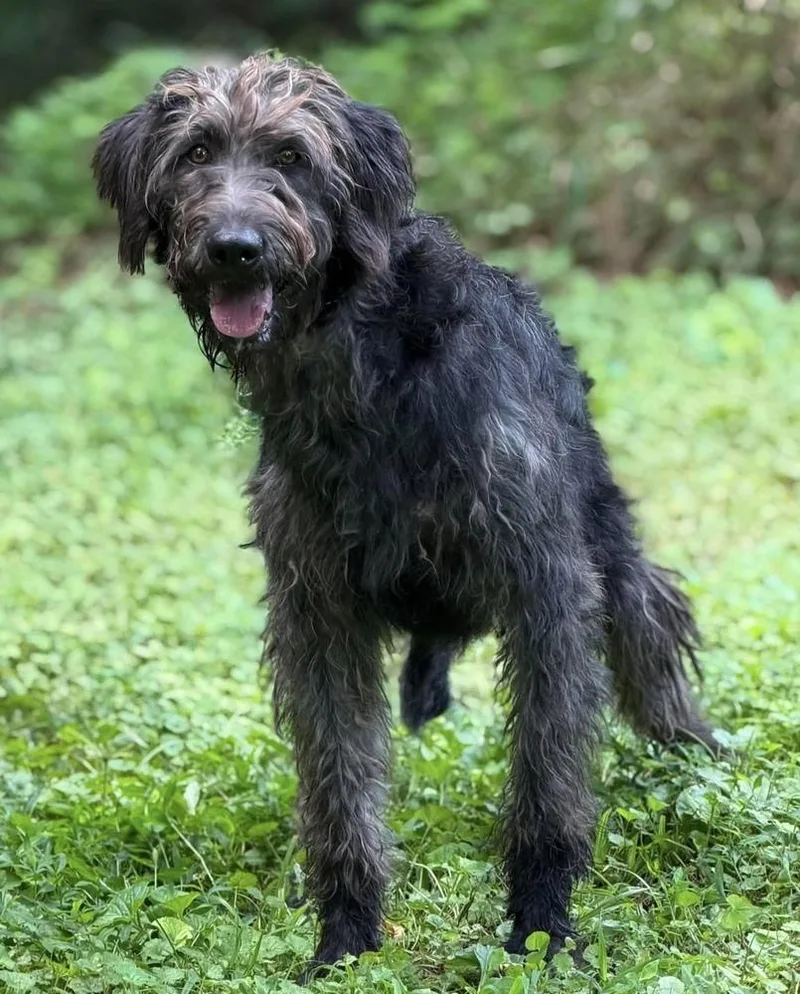A baby large-sized female Poodle dog named Mischief for adoption in Cheektowaga, NY