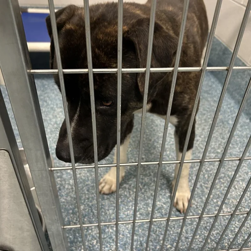 An adult medium-sized male Brindle Pit Bull Terrier dog named Rico for adoption in Greensboro, NC