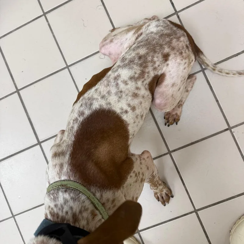 A young medium-sized female White / Cream Hound dog named Seulgi for adoption in Tuscaloosa, AL