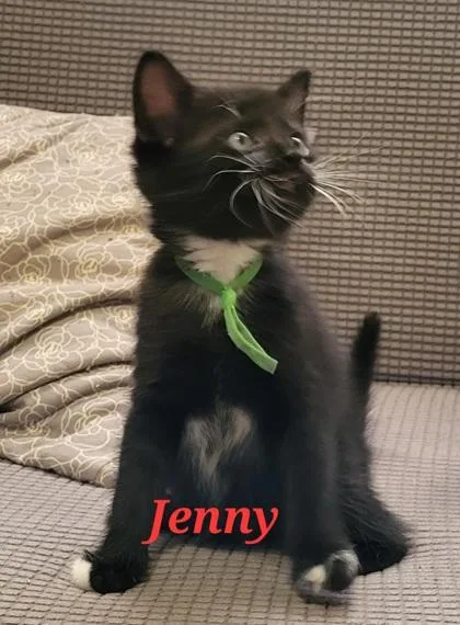 A baby medium-sized female Domestic Short Hair cat named Jenny for adoption in West Chester, PA