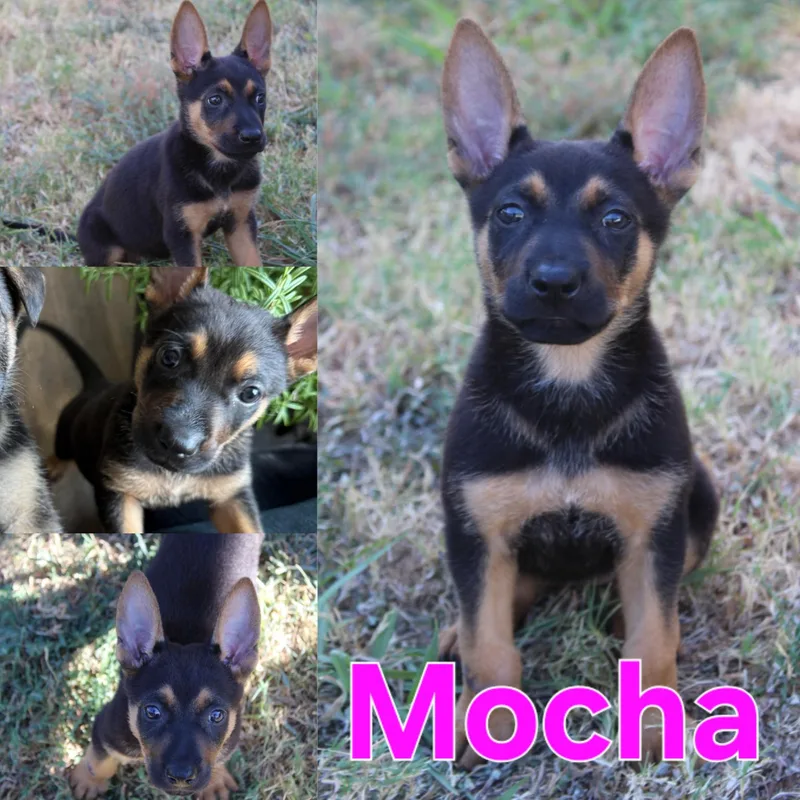 A baby medium-sized female Brown / Chocolate German Shepherd Dog dog named Mocha for adoption in Dallas, TX