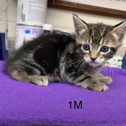A baby small-sized male Domestic Medium Hair cat named Fizz for adoption in Leander, TX
