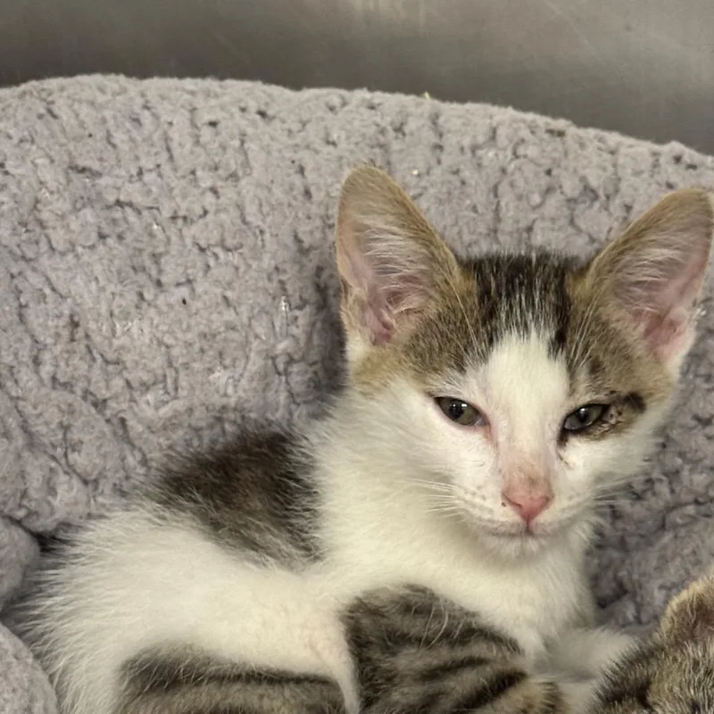 A baby small-sized male White Domestic Short Hair cat named Mermaid Man for adoption in West Palm Beach, FL
