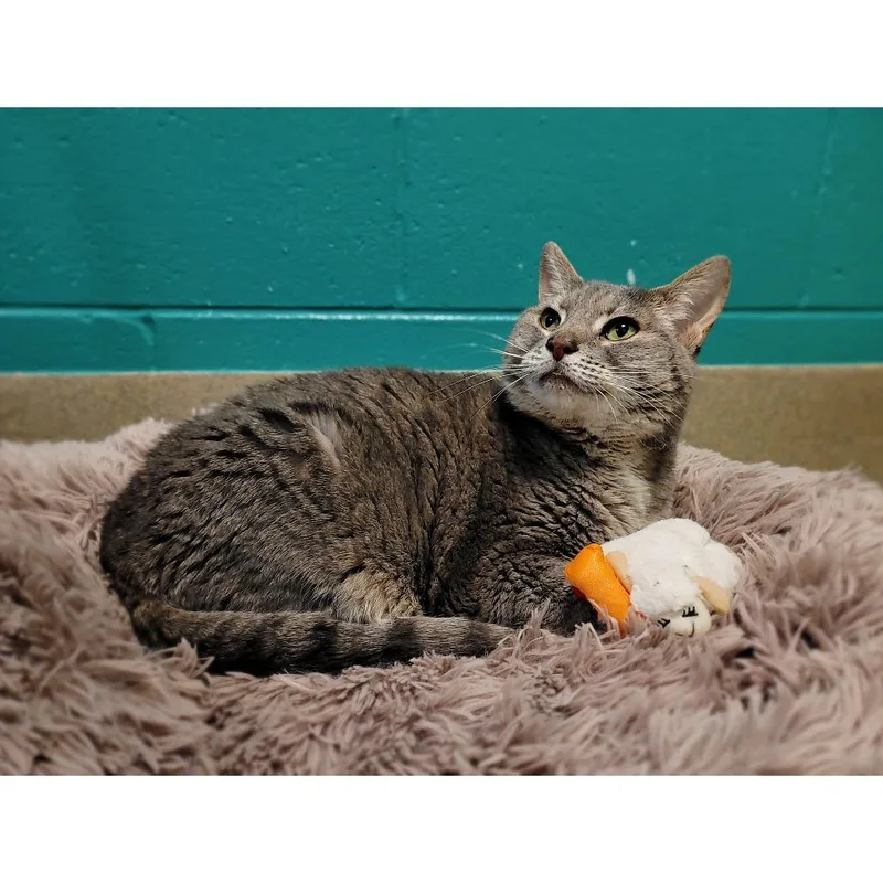 Lily thumbnail 6