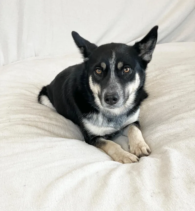 Brilliant Harmony thumbnail 2