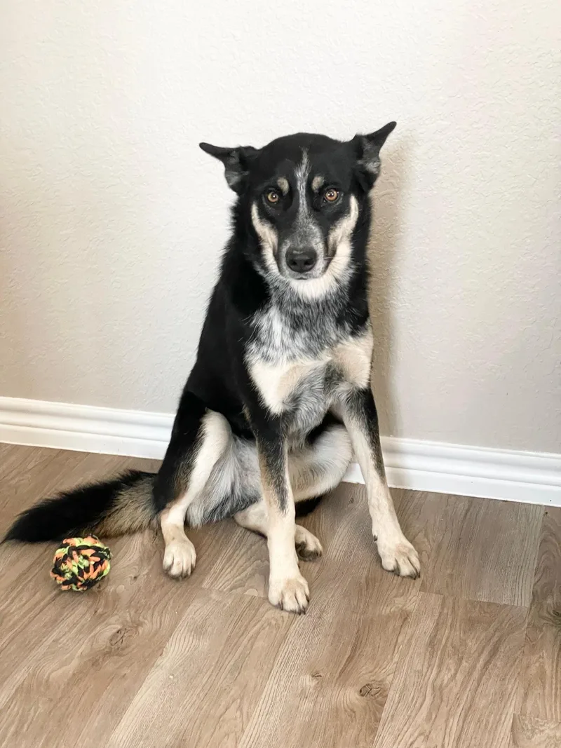 Brilliant Harmony thumbnail 3